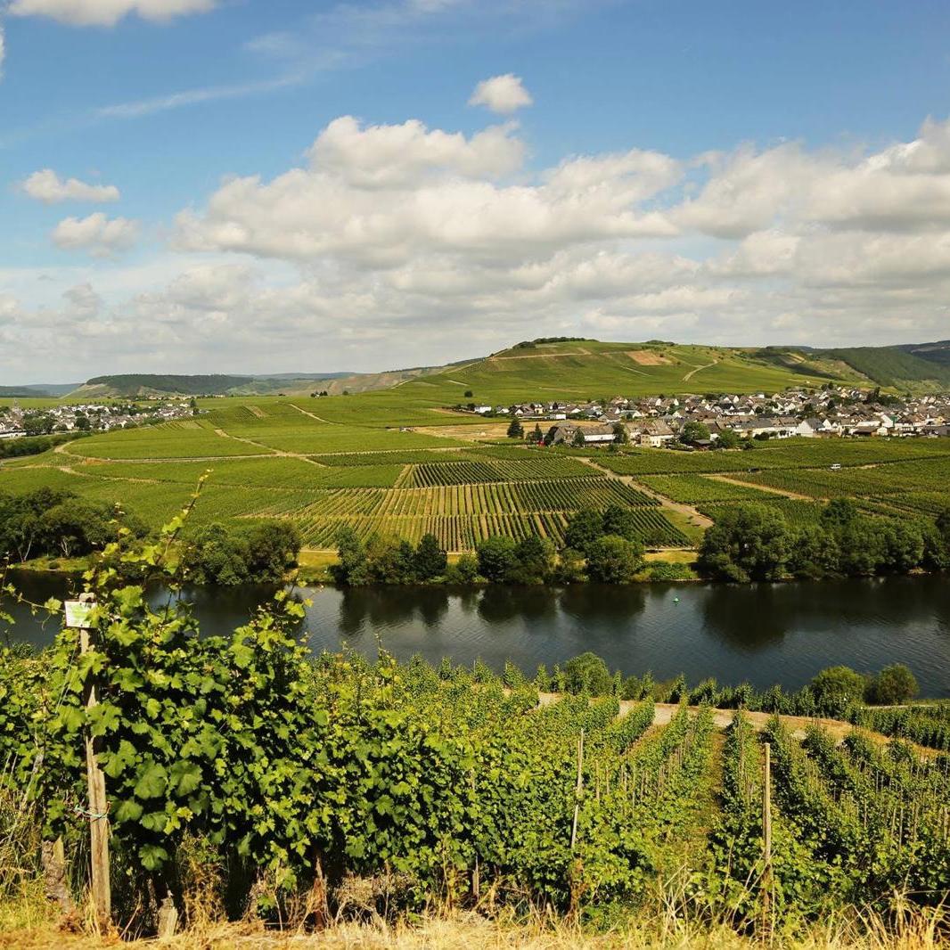 Moselschleife bei Leiwen und Trittenheim