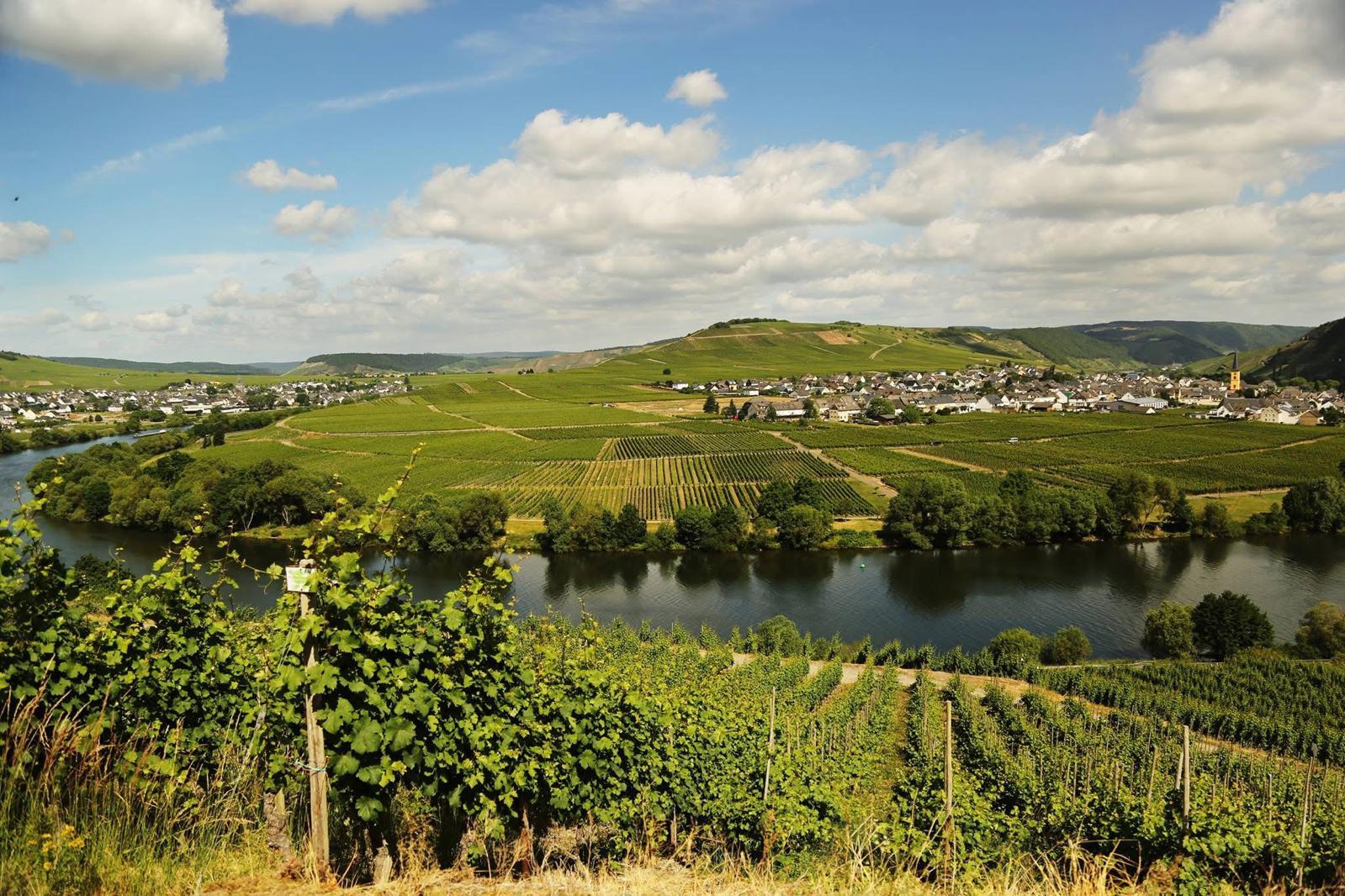 Moselschleife bei Leiwen und Trittenheim