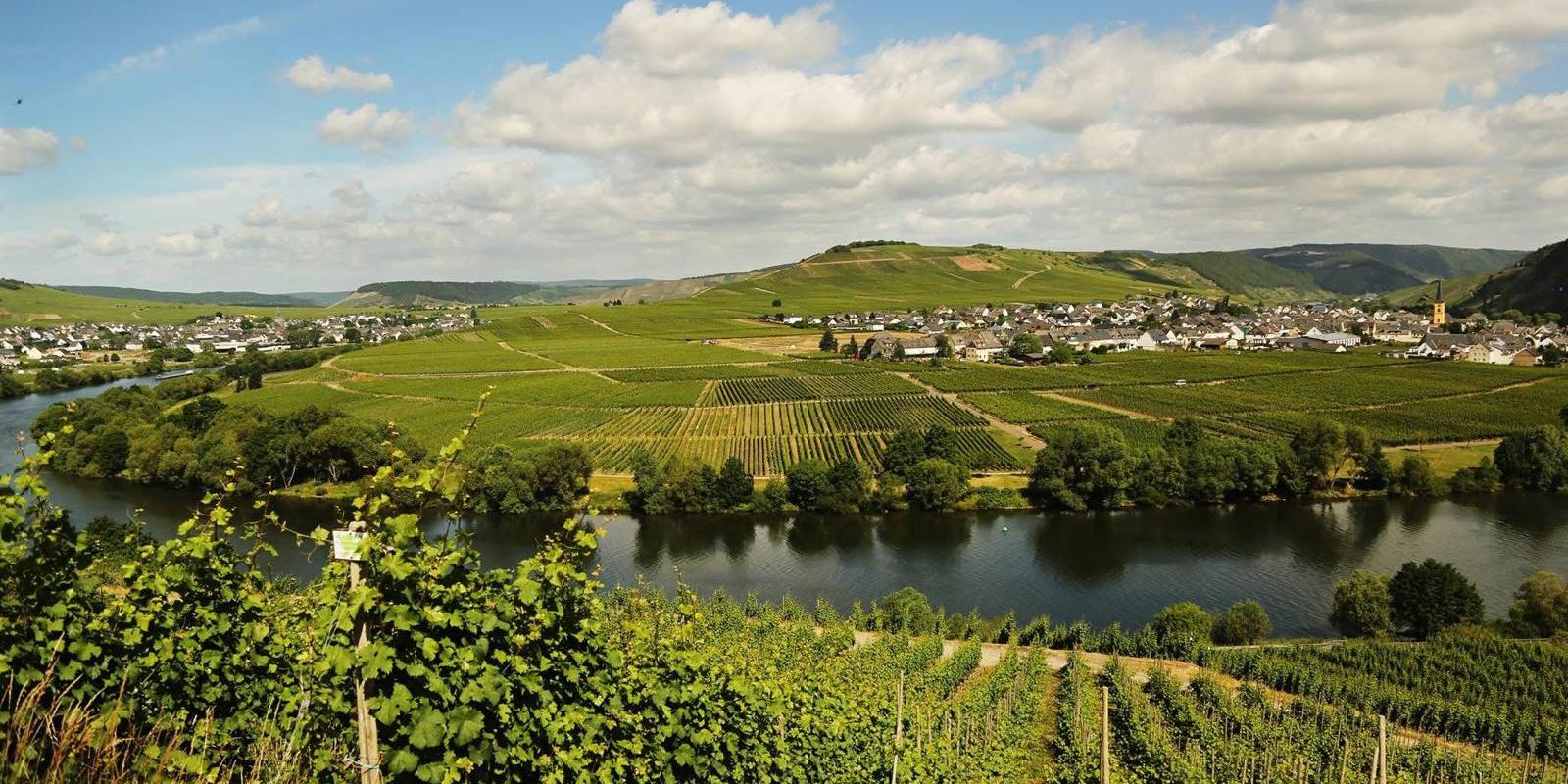 Moselschleife bei Leiwen und Trittenheim